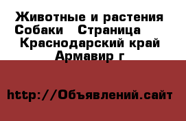 Животные и растения Собаки - Страница 12 . Краснодарский край,Армавир г.